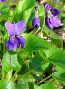 Violka vonná neboli fialka