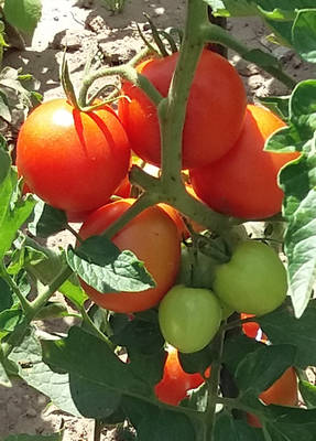 Proč plody rajčat a paprik zasychají