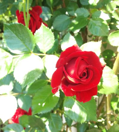 Péče o popínavé růže