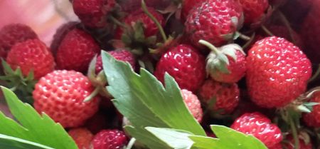 Odrůdy jahod pro pěstování na zahrádce Odrůdy jahod pro pěstování na zahrádce