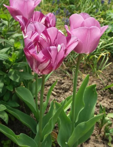 Virózy tulipánů 