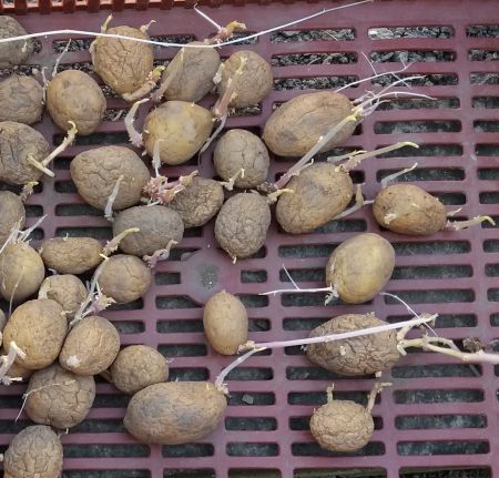 Naklíčené brambory pro sadbu
