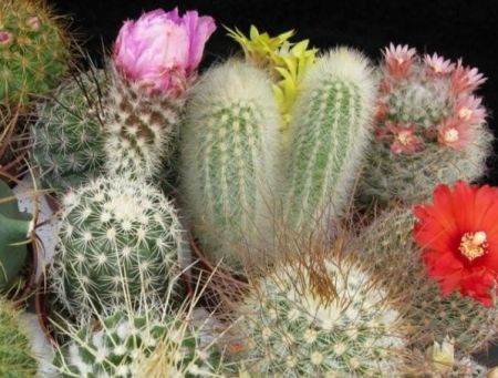 Jak docílit kvetoucí kaktusy 