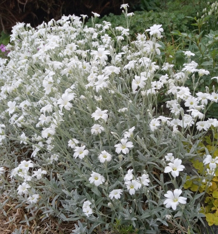 Bílé květiny na zahradě 