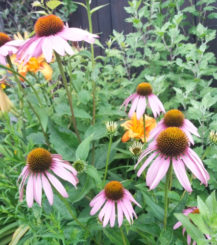 Trvalky v zahradách Trvalky v zahradách