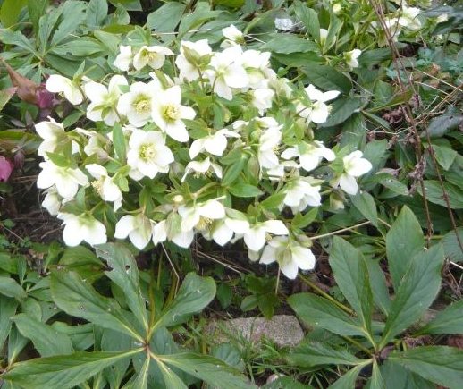 Čemeřice korsická Čemeřice korsická