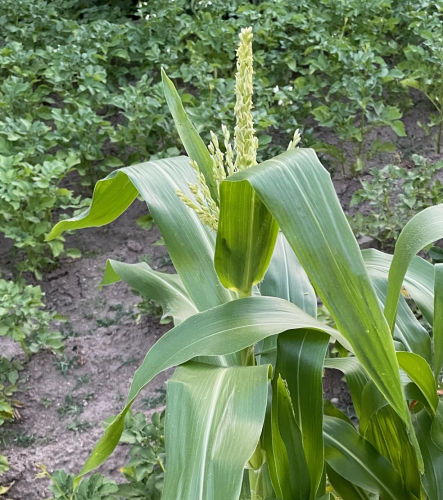 Jak pěstovat cukrovou kukuřici?