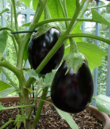 Pěstování lilku pro začátečníky