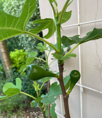 Fíkovník - exotické ovocné rostliny