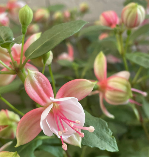 Fuchsie - balkonová květina