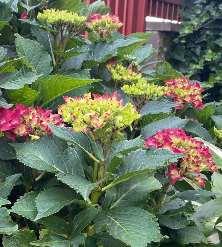 Kdy se stříhají hortenzie a jak na to