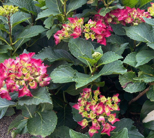 Tipy pro pěstování a množení hortenzií