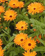 měsíček lékařský