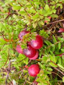 Brusinka neboli Brusnice