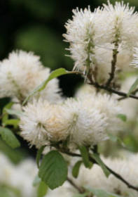 Fothergilla