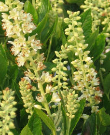 Pěstování Jochovce Pěstování Jochovce