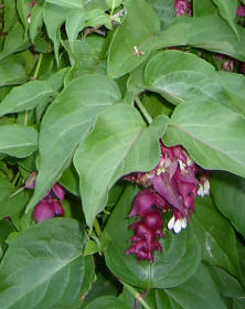 Leycesteria