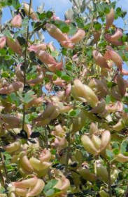 Měchýřník neboli Žanovec