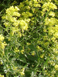 Brukev černohořčice neboli hořčice černá