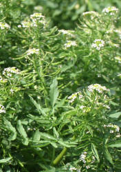 Potočnice lékařská