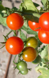 Rajče neboli rajské jablíčko