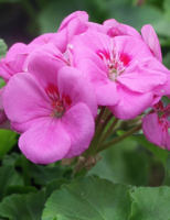 velkokvěté pelargonie