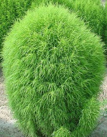 Bytel neboli Letní cypřišek