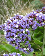 Statice neboli Limonka