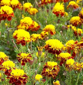 Aksamitník rozkladitý