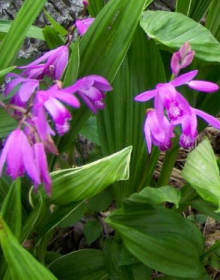 Bletilla