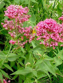 Centranthus