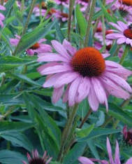 Echinacea