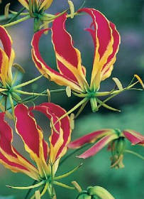 gloriosa
