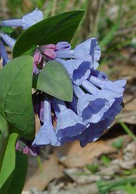Mertensia