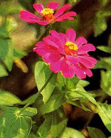 Ostálka sličná neboli Cínie