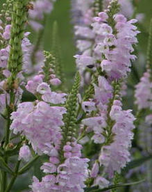 Physostegia