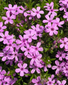 Plamenka šídlolistá