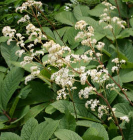 Rodgersie stopkolistá