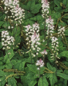 Tiarella