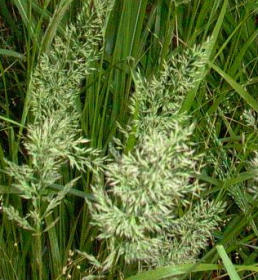 Třeslice prostřední