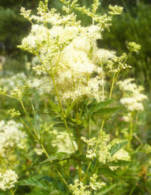 Tužebník Tužebník