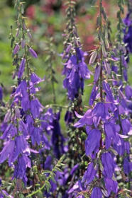 Zvonek širolistý, velkokvětý