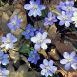 Jaterník podléšťka