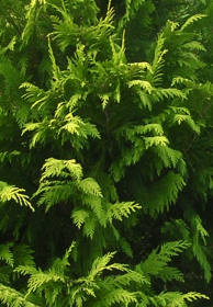 Cypřišek - živý plot Cypřišek - živý plot