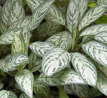 Aglaonema - pokojová rostlina Aglaonema - pokojová rostlina