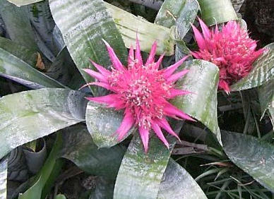 Échmea pokojová rostlina