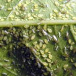 Mšice - škůdce rostlin