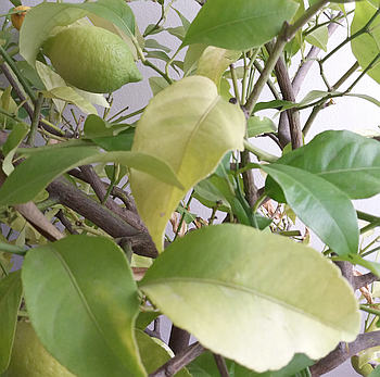 Chloróza - žloutnutí listů u citronu
