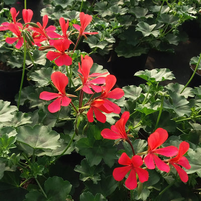 Řízkování muškátů Řízkování muškátů